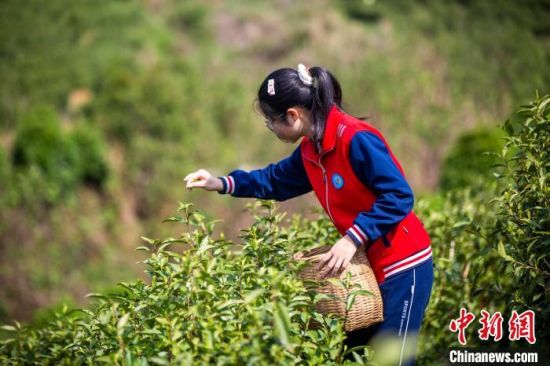 图为都昌县土塘镇神脉溪生态茶园内，学生正在体验采茶。傅建斌 摄