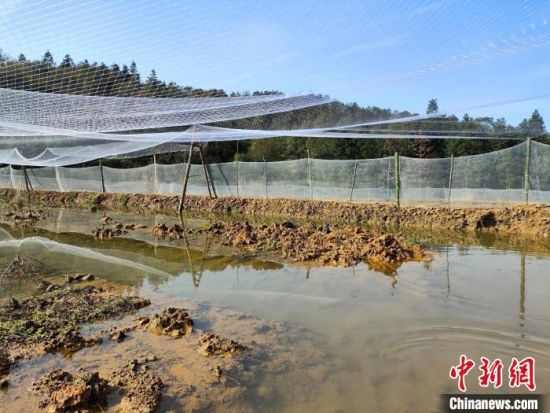 图为永新县烟阁乡大山桥村的稻蛙种养基地。卢作福摄
