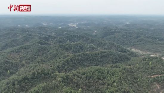 国际森林日：江西泰和改造千亩低效林为“生态碳汇林”